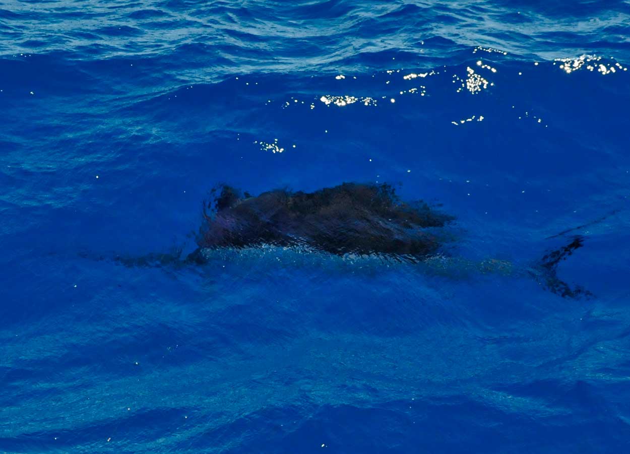 This Sailfish was caught while anchored fishing for yellowtail snapper on the reef.