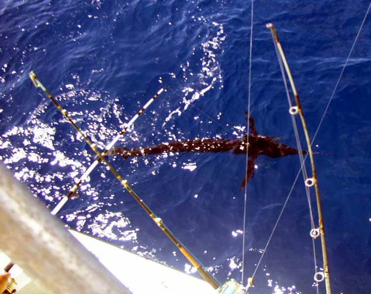 John Nobles Catches Blue Marlin off Key West